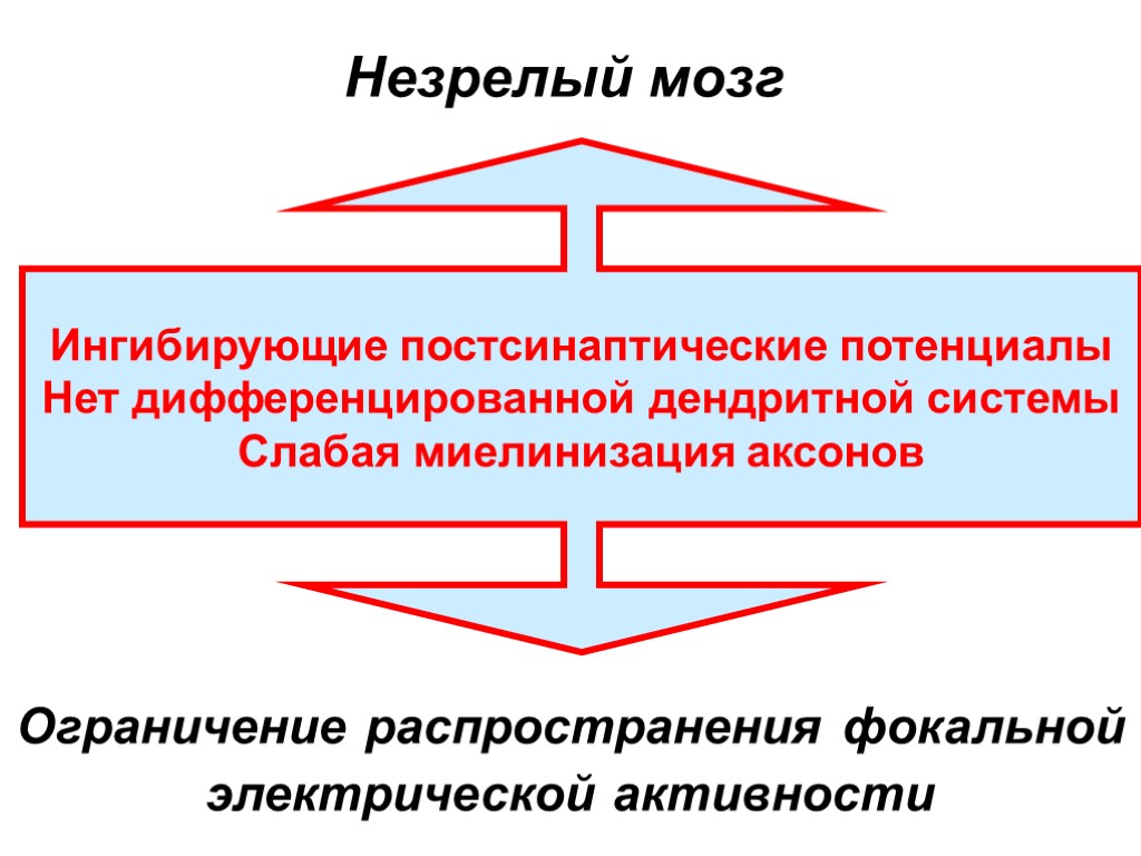 Ингибирующие постсинаптические потенциалы Нет дифференцированной дендритной системы Слабая миелинизация аксонов Незрелый мозг Ограничение распространения